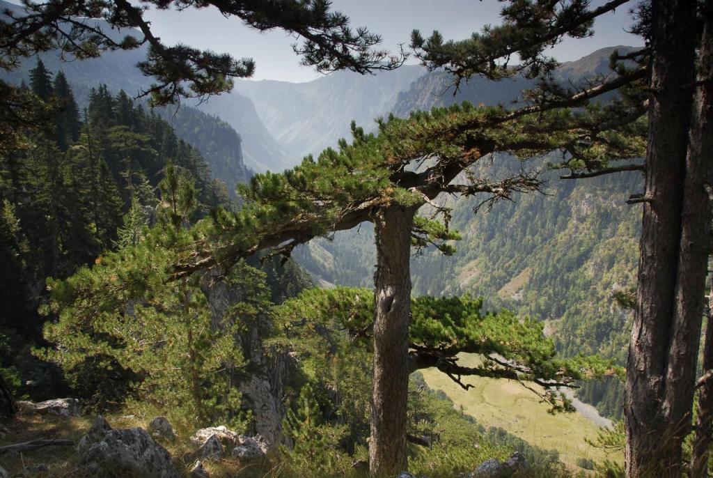 Black pines in Durmitor (Montenegro Tourist Office)